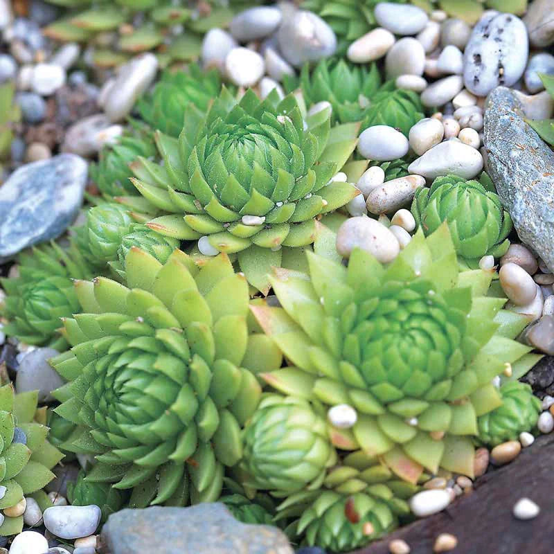 Hens and Chicks Plant Seeds for Planting - 100 pcs seeds for planting in home garden