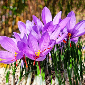 Crocus Flower Seeds for Planting, 100 pcs