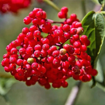 Red Elderberry Fruit Seeds