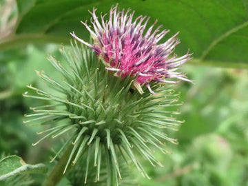 Pink Arctium Lappa Plant Seeds for Planting, NON GMO Seeds