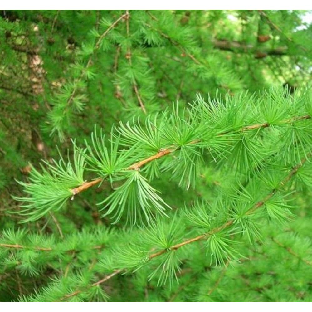 Green Larix Occidentalis Plant Seeds - Deciduous Tree Seeds - Heirloom & Non-GMO Seeds for planting Scientific Name Placeholder for planting in home garden