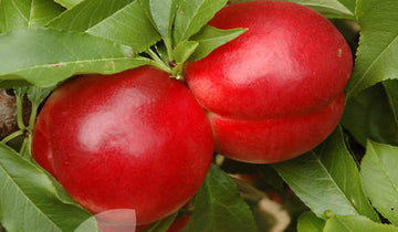 Red Nectarine Fruit Seeds - Grow Juicy and Sweet Nectarines at Home 100 Pcs pcs