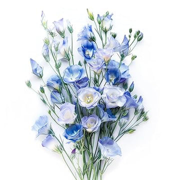 Silk Blue Lisianthus Flower Seeds for Planting - Heirloom, NON-GMO Seeds - Easy Grow Garden Blooms