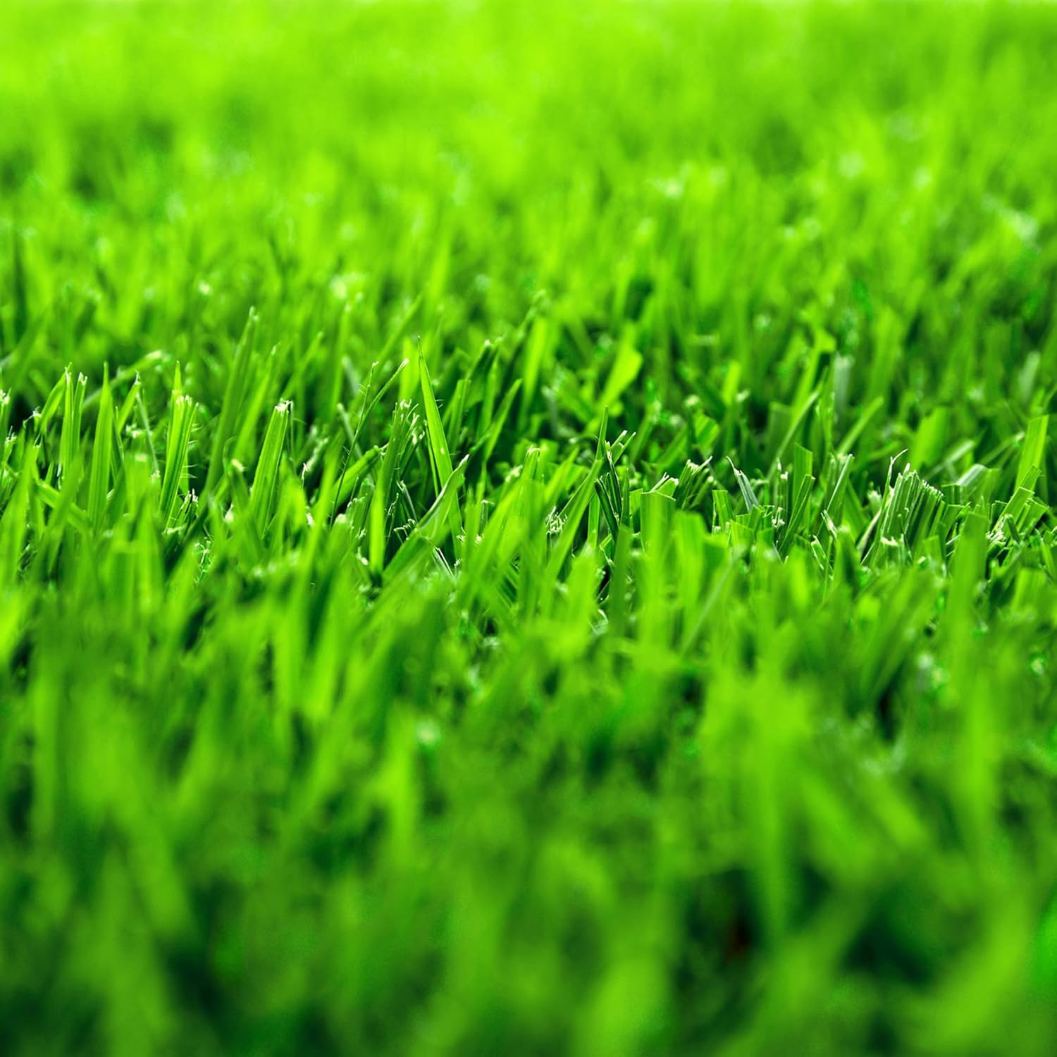 Zoysia Zenith Grass Seed – Premium Drought-Resistant Lawn Seed for a Lush, Low-Maintenance Yard