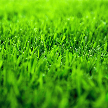 Zoysia Zenith Grass Seed – Premium Drought-Resistant Lawn Seed for a Lush, Low-Maintenance Yard