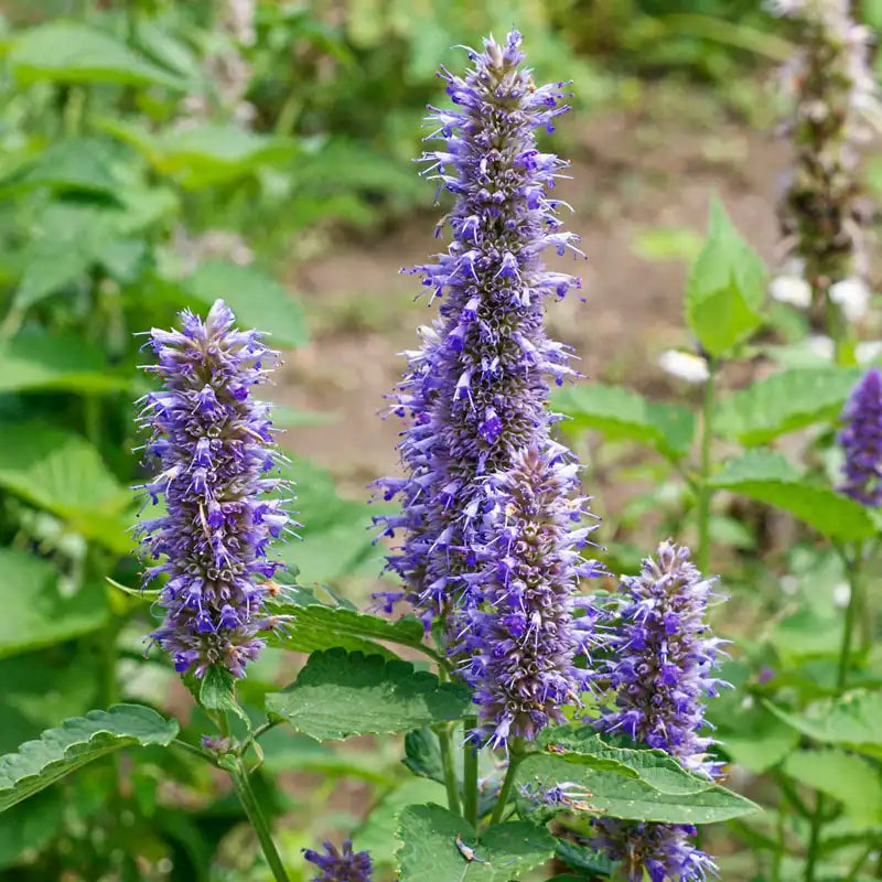Violet Giant Hyssop Plant Seeds for Planting, NON GMO Seeds for planting in home garden