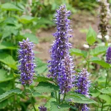 Violet Giant Hyssop Plant Seeds for Planting, NON GMO Seeds