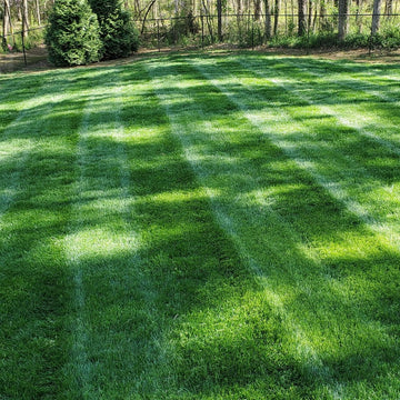 Midnight Kentucky Bluegrass Seed