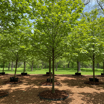 Non-GMO White Oak Tree Seeds for Planting – Heirloom Shade Tree Seeds