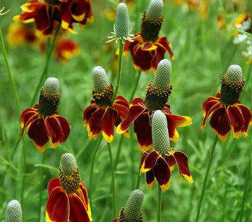 Heirloom Prairie Flower Seeds, Non-GMO Wildflower Mix for Naturalized Garden Planting