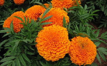 Orange Carnation Flower Seeds for Unique Garden Blooms and Easy Planting