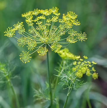 Bouquet Dill Herb Seeds for Planting – Heirloom & Non-GMO Seeds for Cu