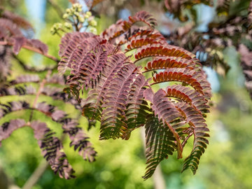 Chocolate Mimosa Herb Seeds
