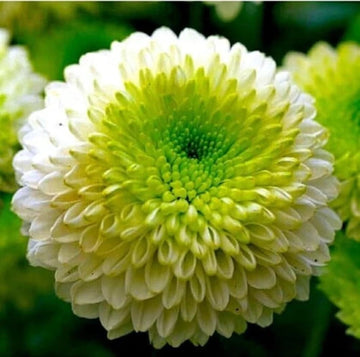 Green White Chrysanthemum Flower Seeds for Planting â€“ NON GMO Seeds