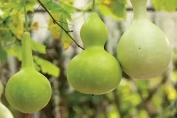 White Bottle Gourd Seeds for Planting – Non-GMO, Heirloom Quality