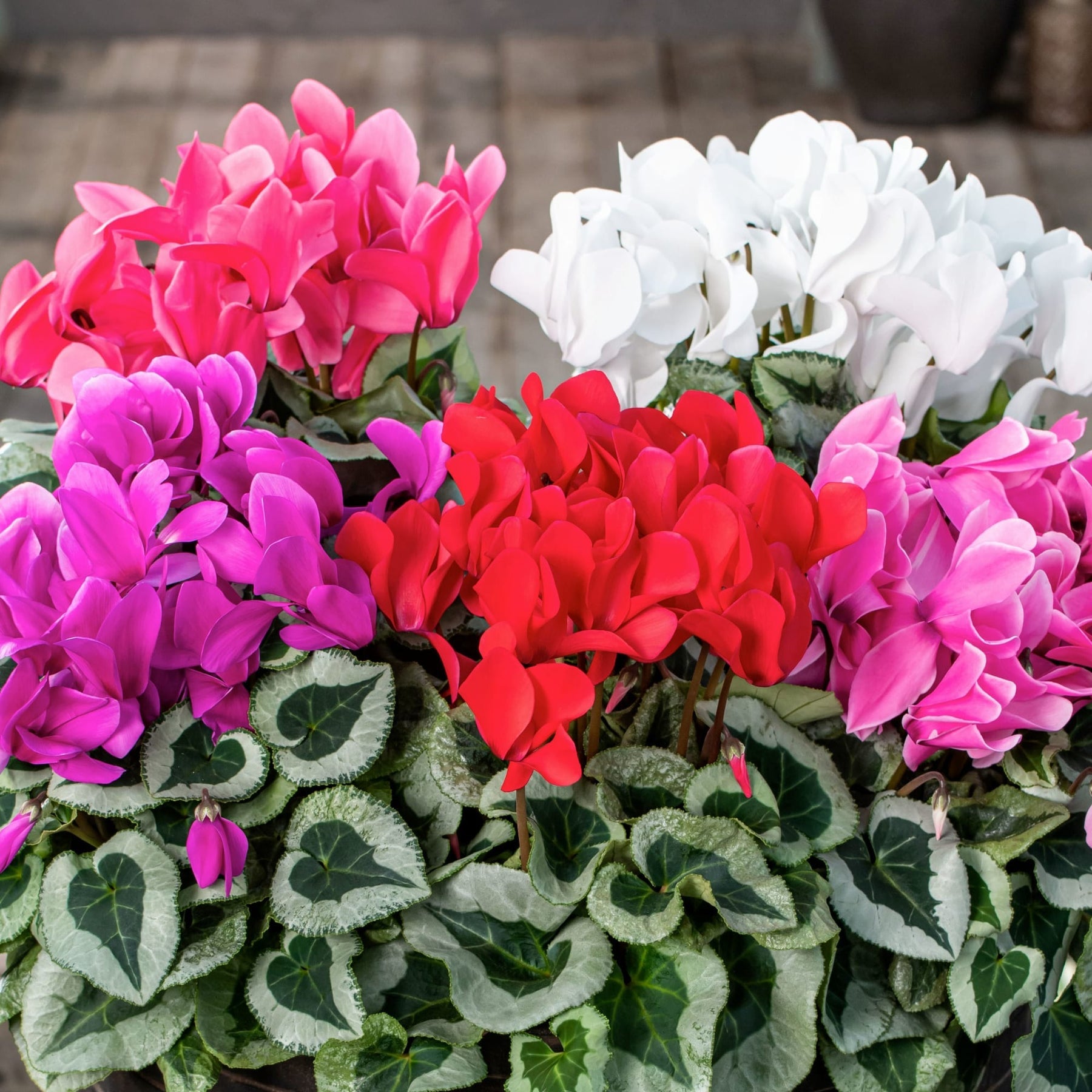 Mixed Color Cyclamen Flower Seeds for Planting-Heirloom & Non-GMO Seeds for planting for planting in home garden