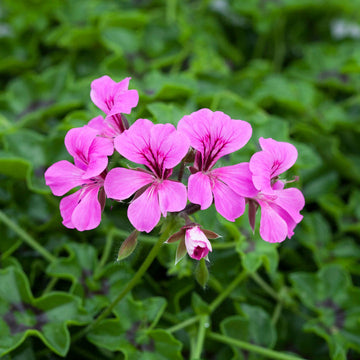 Purple Tornado Geranium Heirloom Non-GMO Flower Seeds for Planting