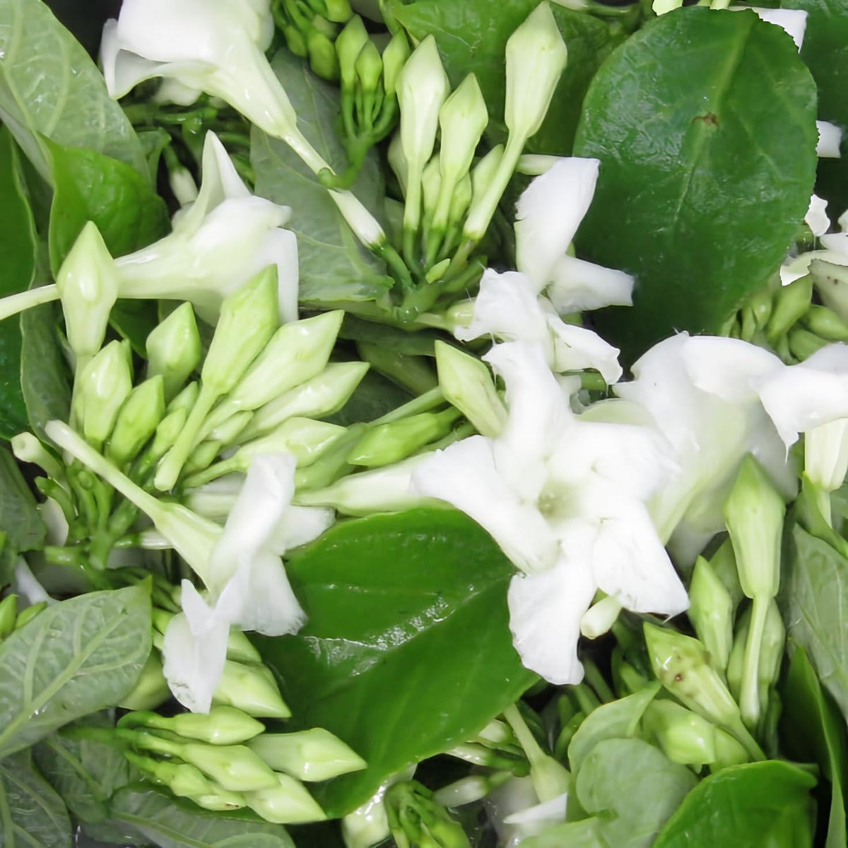 Loroco Flower Seeds for Planting, NON GMO Seeds for planting in home garden