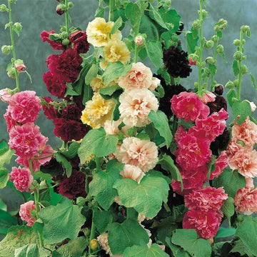 Mallow Alcea Rosea Plant Seeds for Planting Non-GMO Heirloom Garden Seeds for Growing Beautiful Flowers