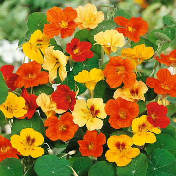 Heirloom Nasturtium Flower Seeds for Planting ƒ?? Non-GMO, Fresh Edible Garden Blooms