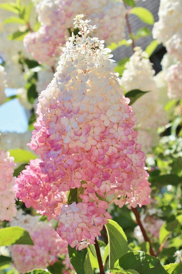 Vanilla Strawberry Hydrangea Flower Seeds for Planting - Heirloom and Non GMO seeds