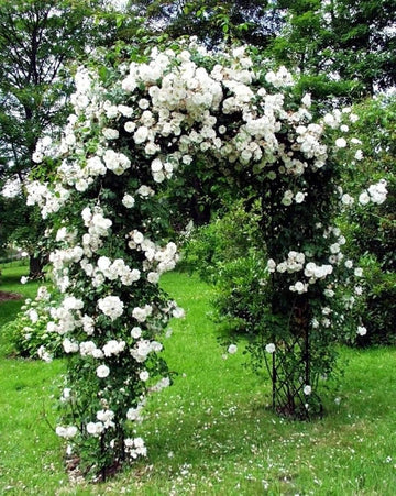 White Climbing Rose Plant Seeds - Non-GMO Heirloom Garden Seeds for Planting 100% Natural