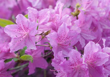 Azalea Flower Seeds for Planting, Purple, NON GMO Seeds