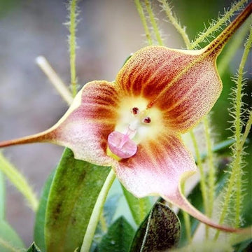 Monkey Orchid Flower Seeds Brown for Planting - Non GMO seeds