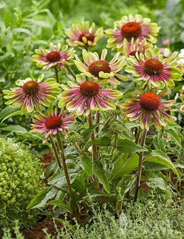 Green Coneflower Seeds – Heirloom Non-GMO Flower Seeds for Pollinator-Friendly Garden Planting