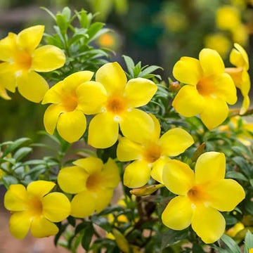 Organic Yellow Allamanda Flower Seeds for Planting – Heirloom, Non-GMO