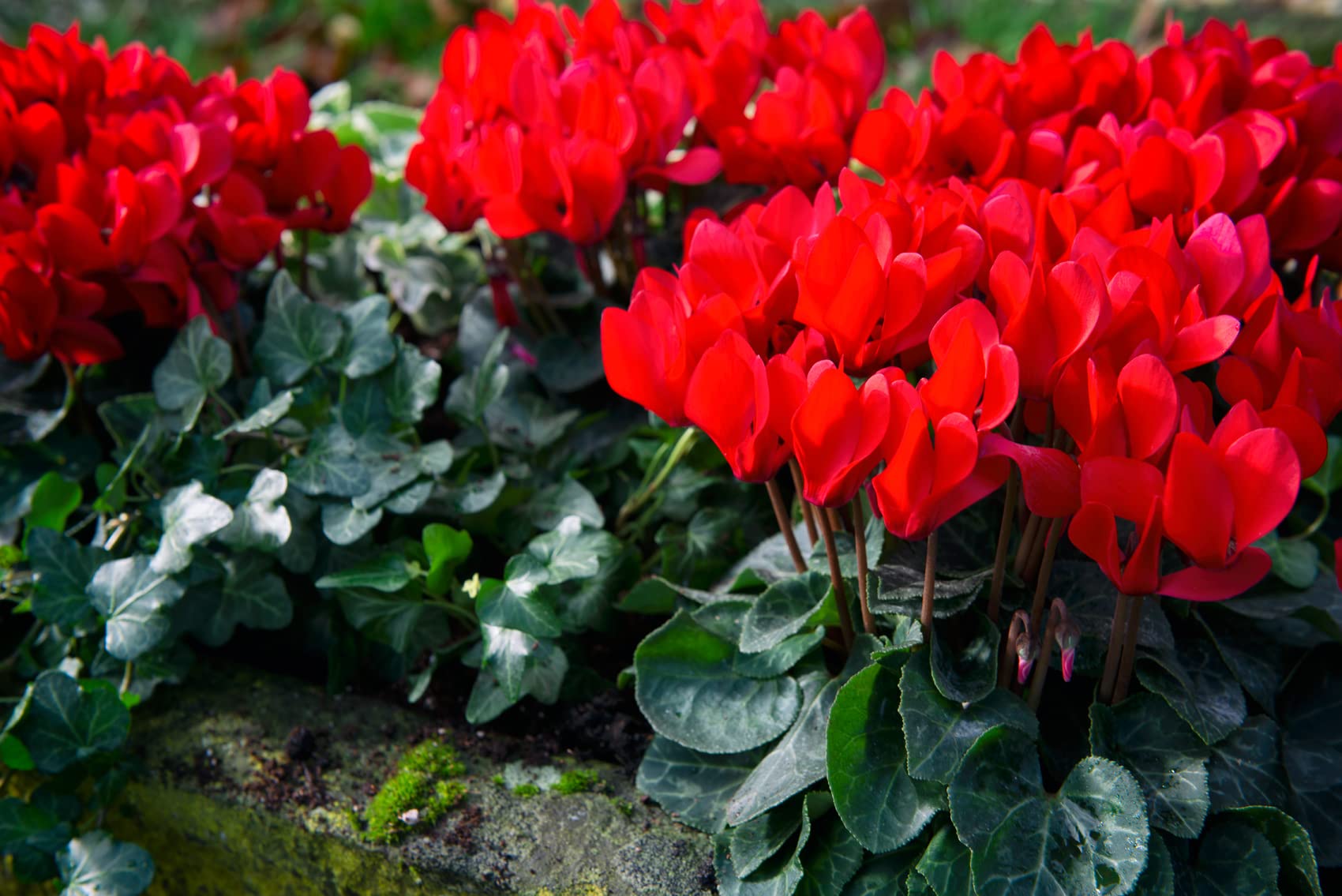Heirloom Non-GMO Red Cyclamen Flower Seeds for Planting – Hardy Indoor Outdoor Seeds - Non-GMO for planting in home garden