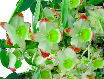 Dendrobium Green Red Orchid Seeds for Planting – Organic, Heirloom, Non-GMO