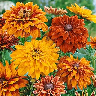 Yellow Rudbeckia Goldstrum Flower Seeds for Planting 100 pcs seeds for planting in home garden