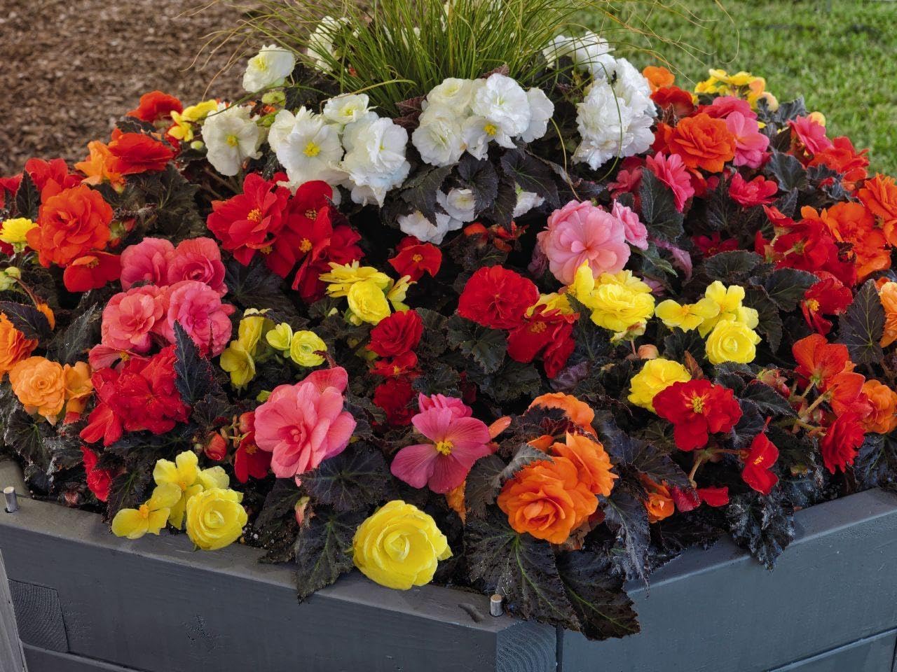 Begonia Mixed Flower Seeds for Planting - NON GMO Seeds for planting in home garden