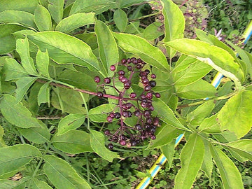 Titania Black Currant Seeds for Planting - Rich, Nutrient-Packed Berries, Heirloom & Garden Seeds