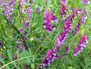Purple Hairy Vetch Flower Seeds for Planting - 100 pcs