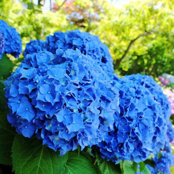 Deep Blue Hydrangea Flower Planting Seeds for Garden NON GMO Seeds