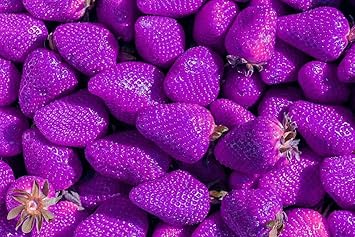 Red Mangosteen Fruit Seeds - Exotic and Sweet Fruit for Your Garden 100 Pcs pcs