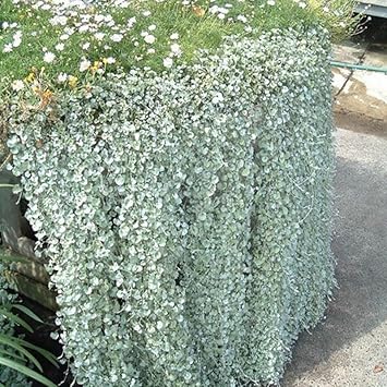 Heirloom Non-GMO Dichondra Repens Plant Seeds – Ground Cover Lawn Seeds for Garden Planting