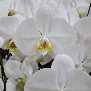 Butterfly Orchid Flower Seeds for Planting, 100 pcs