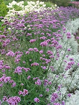 Multi-Color Verbena Flower Seeds for Planting – Heirloom, Non-GMO, Organic