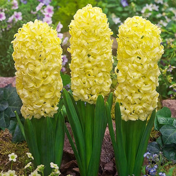 Organic Heirloom Non-GMO Yellow Hyacinth Seeds for Planting – Fragrant Spring Blooms