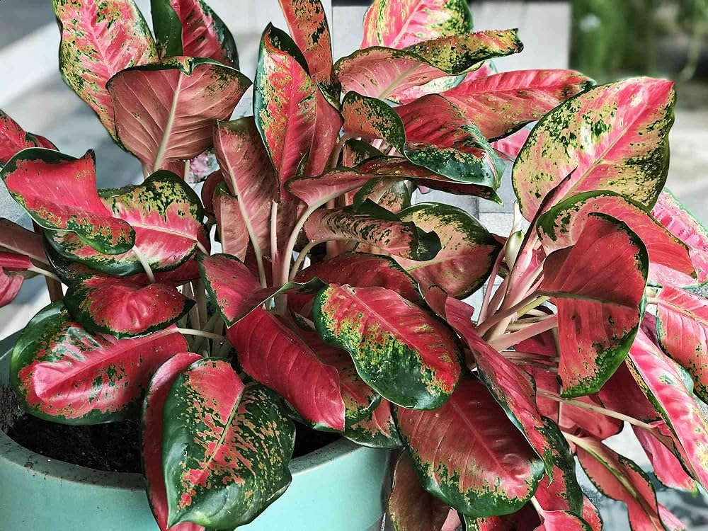 Aglaonema Red Flower Seeds for Planting - NON GMO Seeds for planting in home garden