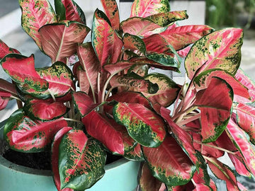 Aglaonema Red Flower Seeds for Planting - NON GMO Seeds