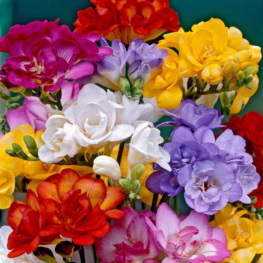 Mixed Color Freesia Flower Seeds â€“ Non-GMO Spring Seeds for Vibrant Garden Blooms for planting in home garden