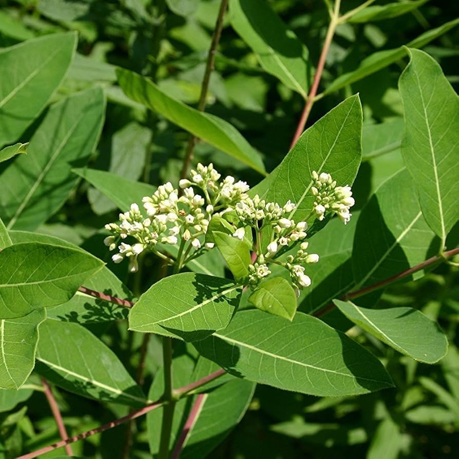 Heirloom Non-GMO Dogbane Plant Seeds for Planting – Hardy Medicinal Plant for Pollinator-Friendly Gardens - Non-GMO for planting in home garden