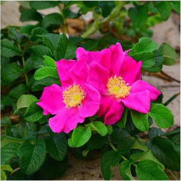Rugosa Flower Seeds for Planting - 100 pcs