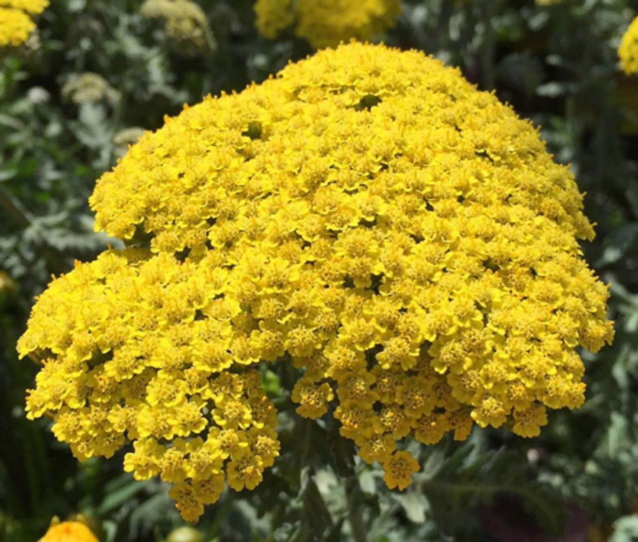 Heirloom Non-GMO Achillea Flower Seeds for Planting – Drought-Tolerant Medicinal and Ornamental Blooms - Non-GMO for planting in home garden