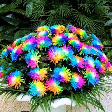 Rainbow Chrysanthemum Flower Seeds for Planting - NON GMO Seeds