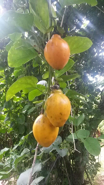 Passiflora Alata Fruit Seeds for Planting - Growing Exquisite Passion Fruits , GMO Free Seeds